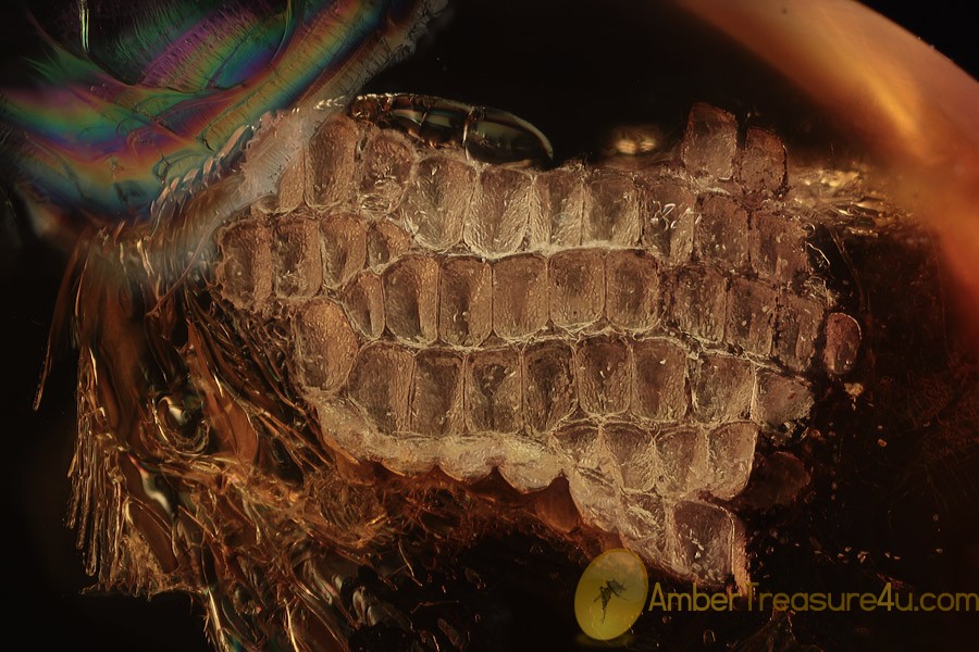 REPTILIA Superb Lizard Skin Multi Segmented Fragment BALTIC AMBER 1948