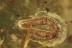 APHIDOIDEA Drepanosiphidae Superb APHID & Larvae BALTIC AMBER 1950