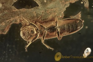 BOTHRIDERIDAE Teredinae PHORESY Dry Bark Beetle BALTIC AMBER 1955