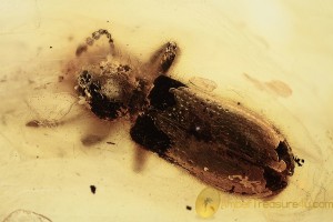 CLERIDAE Checkered Beetle Inclusion BALTIC AMBER 1953