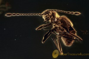 PSELAPHINAE Great Looking Ant-Loving Beetle BALTIC AMBER 1959