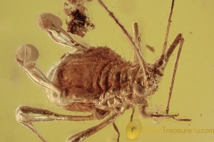 UNIQUE Aphid Extracting Defensive Fluid Honeydew BALTIC AMBER 1963