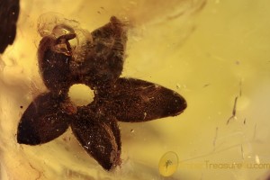 Nice Flower Fossil Inclusion Genuine BALTIC AMBER 1964