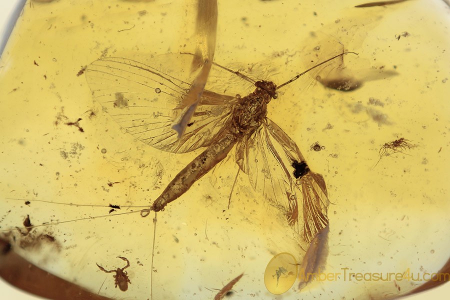 EPHEMEROPTERA Spread Wings Mayfly & Pseudoscorpion BALTIC AMBER 1965