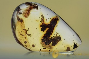 BRYOPHYTA Several Moss Twigs Inclusion BALTIC AMBER 1973