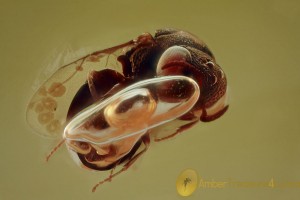 CHRYSIDOIDEA Perfectly Preserved Tiny Wasp BALTIC AMBER 1969
