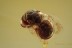 CHRYSIDOIDEA Perfectly Preserved Tiny Wasp BALTIC AMBER 1969