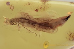 LYMEXYLIDAE Atractocerus Ship-timber Beetle BALTIC AMBER 1967
