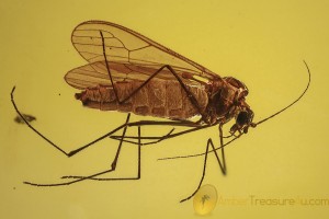 DIXIDAE Nice Rare Meniscus Midge Inclusion BALTIC AMBER 1976
