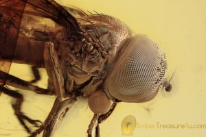 PIPUNCULIDAE Big-Headed FLY  Piercer like Ovipositor BALTIC AMBER 1977
