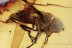 PIPUNCULIDAE Big-Headed FLY  Piercer like Ovipositor BALTIC AMBER 1977