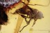 PIPUNCULIDAE Big-Headed FLY  Piercer like Ovipositor BALTIC AMBER 1977