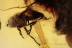 PIPUNCULIDAE Big-Headed FLY  Piercer like Ovipositor BALTIC AMBER 1977