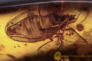 TINGIDAE Paleocader Lace Bug Inclusion BALTIC AMBER 1974