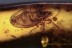 TINGIDAE Paleocader Lace Bug Inclusion BALTIC AMBER 1974