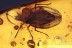 TINGIDAE Paleocader Lace Bug Inclusion BALTIC AMBER 1974