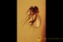 CERATOPOGONIDAE Brachypogon Superb Biting Midge BALTIC AMBER 1981