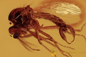 CERATOPOGONIDAE Brachypogon Superb Biting Midge BALTIC AMBER 1981