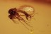CERATOPOGONIDAE Brachypogon Superb Biting Midge BALTIC AMBER 1981