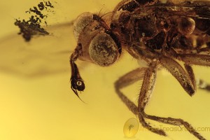 CONOPIDAE Large Thick-headed Fly BALTIC AMBER 1982