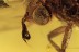 CONOPIDAE Large Thick-headed Fly BALTIC AMBER 1982