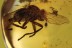 CONOPIDAE Large Thick-headed Fly BALTIC AMBER 1982
