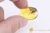 CONOPIDAE Large Thick-headed Fly BALTIC AMBER 1982