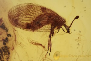 HEMEROBIIDAE Brown Lacewing Inclusion BALTIC AMBER 1984