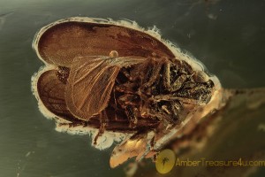 CICADELLIDAE Superb Planthopper Inclusion BALTIC AMBER 1986