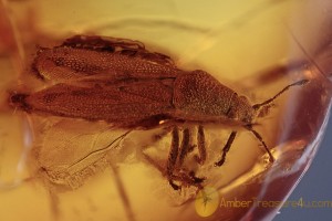 PIESMATIDAE Ash-grey Leaf Bug Inclusion BALTIC AMBER 1987