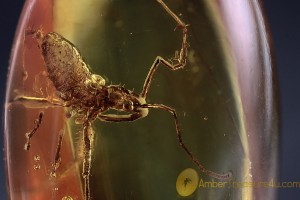 REDUVIIDAE Assassin Bug Nymph Inclusion BALTIC AMBER 1988