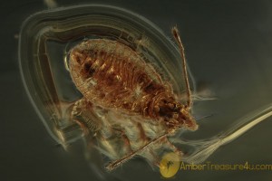 True Bug Nymph Inclusion Tingidae Aradidae BALTIC AMBER 1989