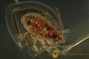 True Bug Nymph Inclusion Tingidae Aradidae BALTIC AMBER 1989