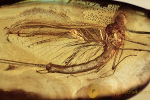 EPHEMEROPTERA Huge Mayfly Fossil Inclusion BALTIC AMBER 1990