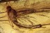EPHEMEROPTERA Huge Mayfly Fossil Inclusion BALTIC AMBER 1990