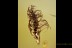 BRYOPHYTA Nice Moss Twig Fossil Inclusion BALTIC AMBER 1993