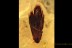 Superb Young Large OAK INFLORESCENCE BALTIC AMBER 1994