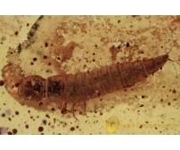 DYTISCIDAE Aquatic Diving Beetle Larvae BALTIC AMBER 1996