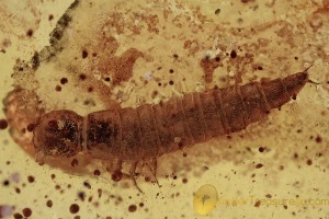 DYTISCIDAE Aquatic Diving Beetle Larvae BALTIC AMBER 1996