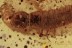 DYTISCIDAE Aquatic Diving Beetle Larvae BALTIC AMBER 1996