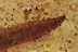 DYTISCIDAE Aquatic Diving Beetle Larvae BALTIC AMBER 1996