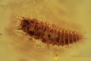 SCIRTIDAE Aquatic Marsh Beetle Larvae BALTIC AMBER 2004