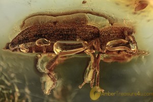 ZOPHERIDAE Undescribed Ironclad Beetle Inclusion BALTIC AMBER 2013