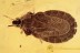 ARADIDAE Flat Bug Fossil Inclusion Genuine BALTIC AMBER 2012