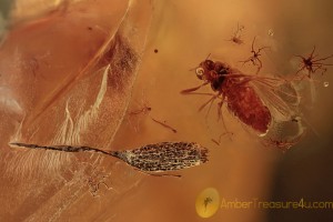 BRYOPHYTA Moss Spore Capsule & Midge Inclusion BALTIC AMBER 2018