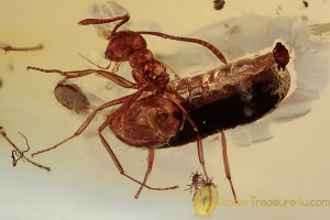 FORMICINAE Ant Carrying Larvae w Insects & Action BALTIC AMBER 2017