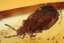 ARADIDAE Flat Bug Fossil Inclusion Genuine BALTIC AMBER 2019