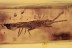 ARADIDAE Flat Bug Fossil Inclusion Genuine BALTIC AMBER 2019