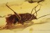 MIRIDAE True Plant Bug Fossil Inclusion BALTIC AMBER 2024