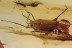 MIRIDAE True Plant Bug Fossil Inclusion BALTIC AMBER 2024